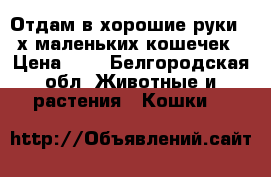 Отдам в хорошие руки 2-х маленьких кошечек › Цена ­ 1 - Белгородская обл. Животные и растения » Кошки   